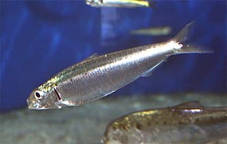 Sardine