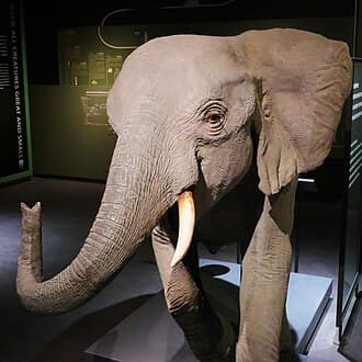 African bush elephant