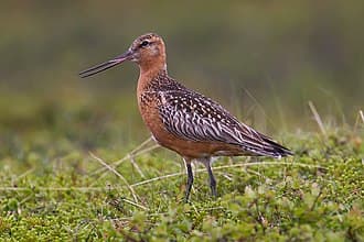 Bar-tailed godwit