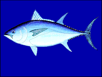 Bluefin tuna