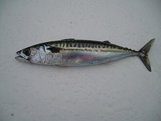 Mackerel