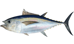 Bigeye tuna